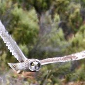 Short-eared Owl